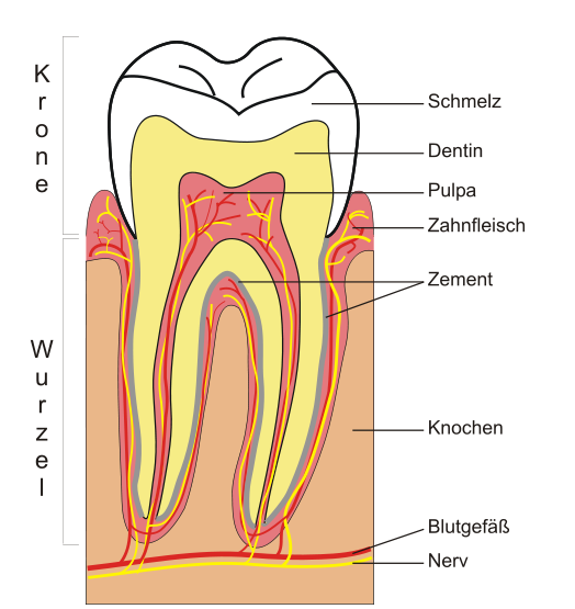 Aufbau des menschlichen Zahns Zahn, Zähne